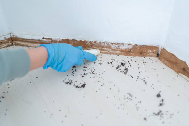 Professional Pest control in Millington, NJ